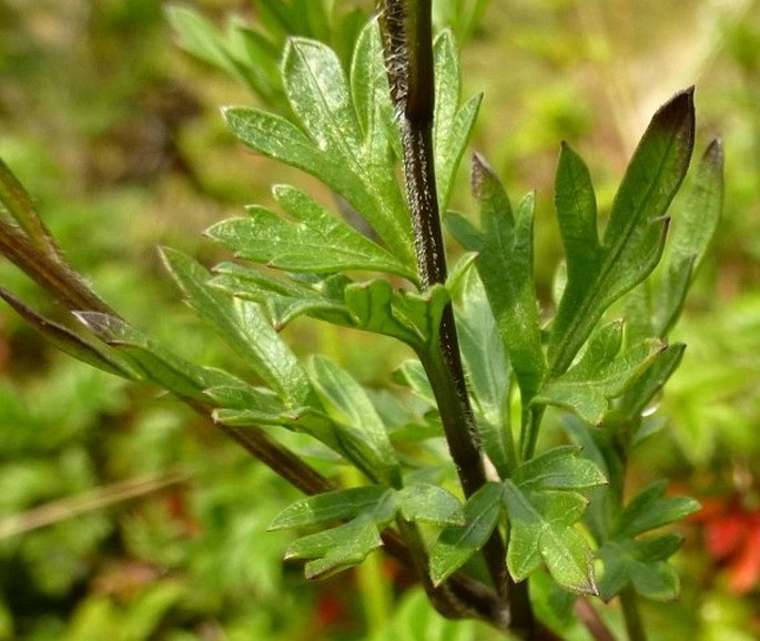 Bidens andicola