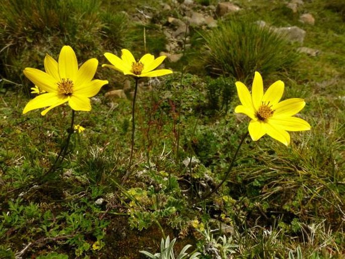 Bidens andicola