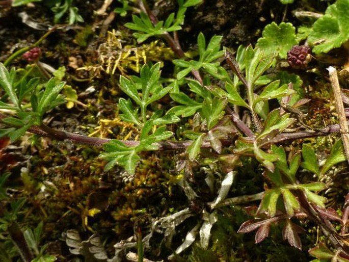 Bidens andicola