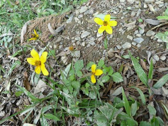 Bidens bicolor