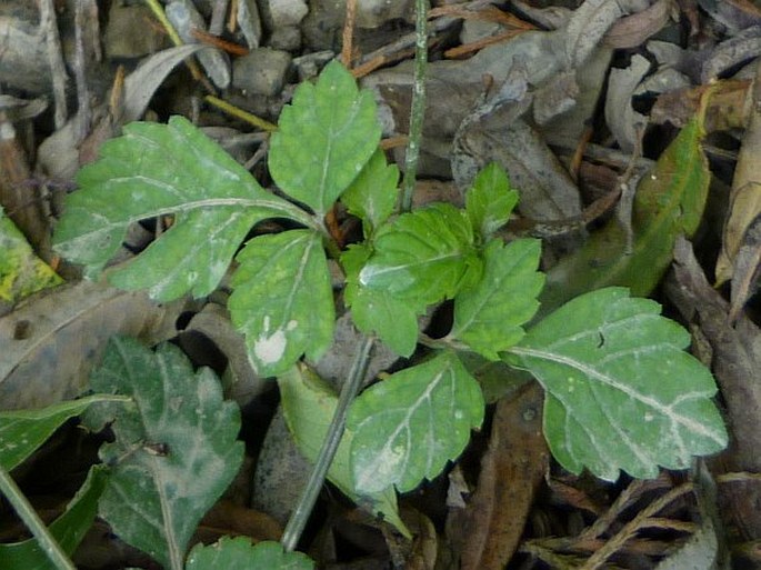 Bidens bicolor