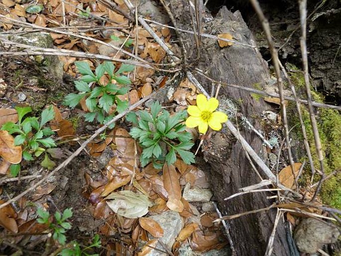 Bidens ostruthioides