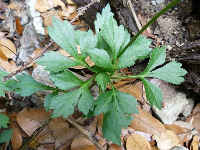 Bidens ostruthioides