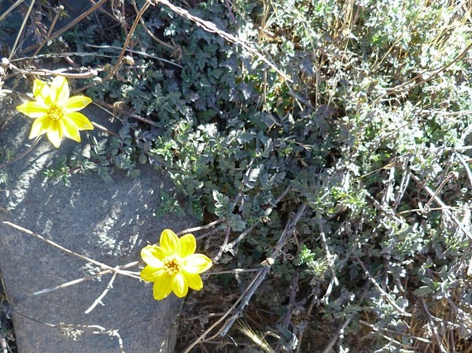 Bidens triplinervia