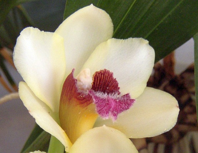 Bifrenaria harrisoniae