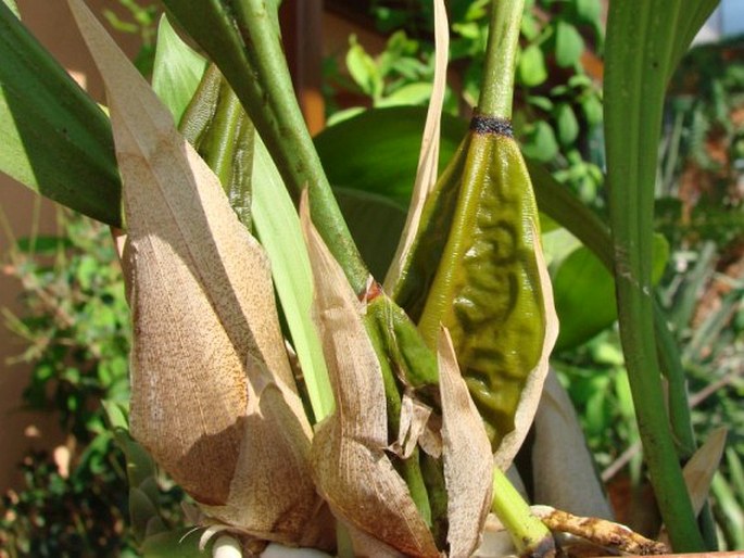 Bifrenaria harrisoniae