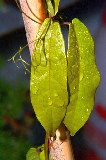 Bignonia capreolata