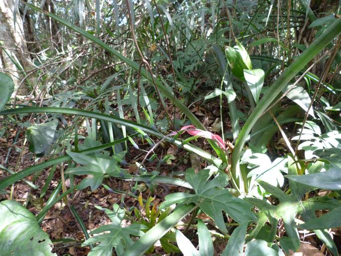Billbergia viridiflora