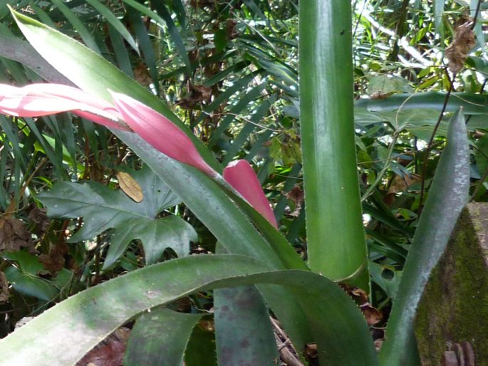Billbergia viridiflora