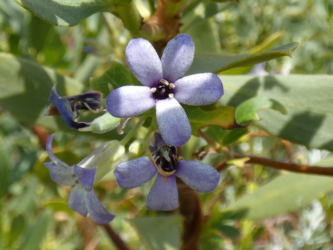 Billardiera cymosa