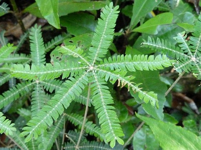 BIOPHYTUM AESCHYNOMENIFOLIA (O. Hoffm.) Guillaumin