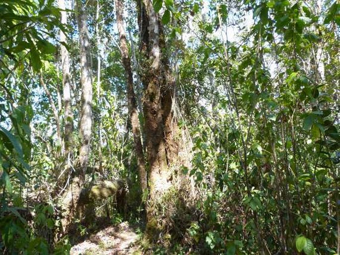 Biophytum aeschynomenifolia