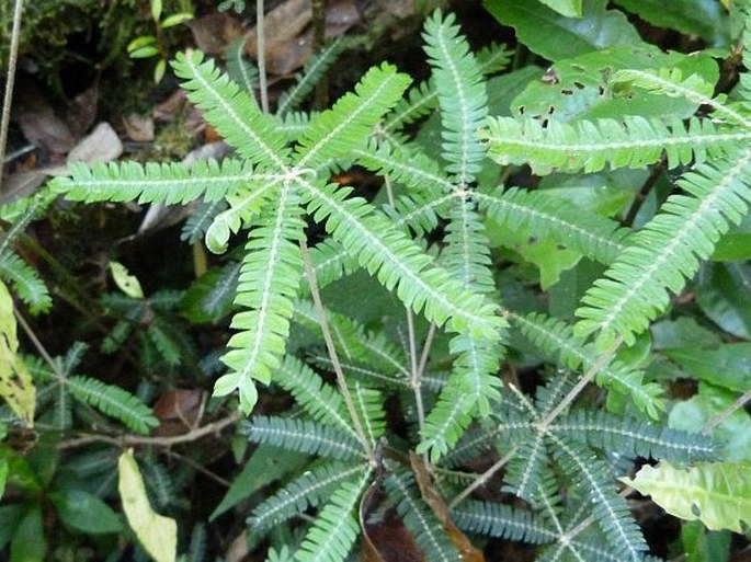 Biophytum aeschynomenifolia