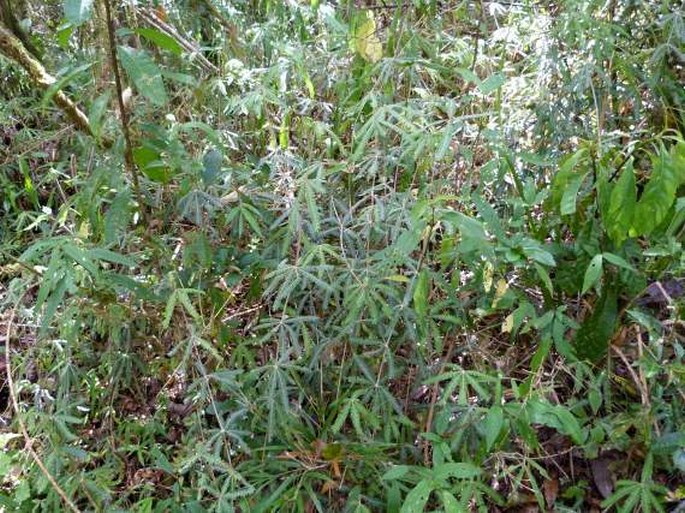 Biophytum aeschynomenifolia