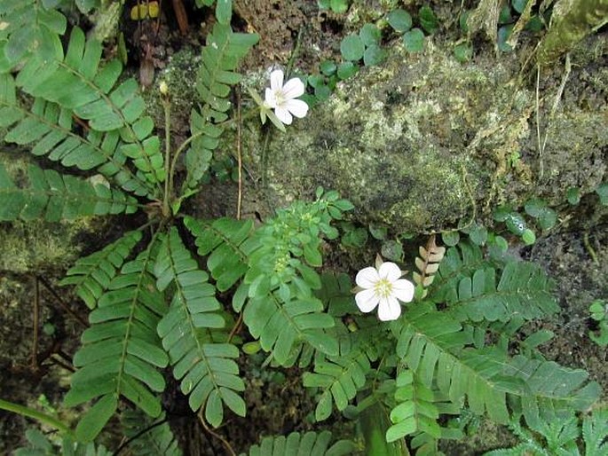 Biophytum dendroides