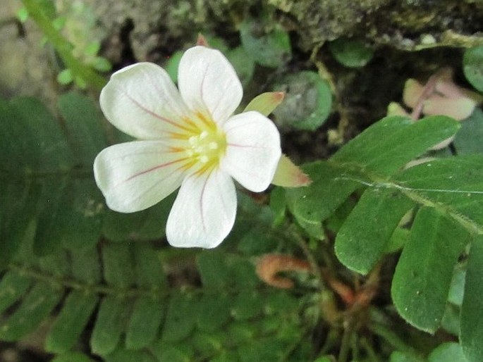 Biophytum dendroides