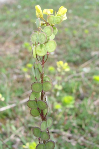 Biscutella didyma