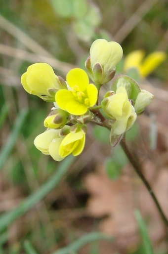 Biscutella didyma