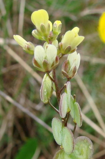 Biscutella didyma