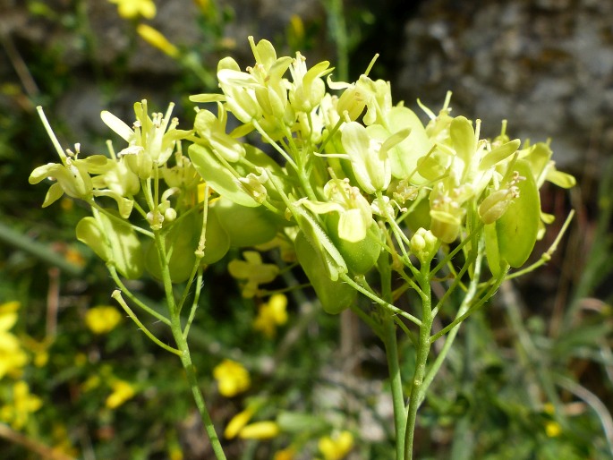 Biscutella valentina