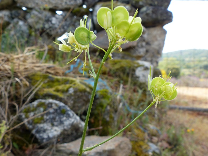 Biscutella valentina