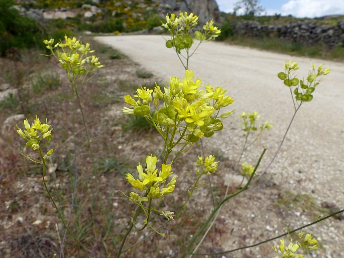 Biscutella valentina