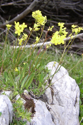 Biscutella laevigata