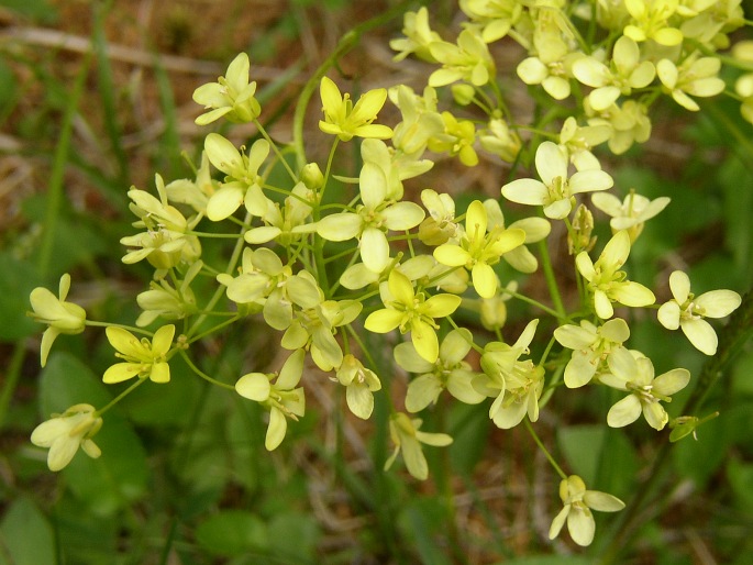 Biscutella laevigata