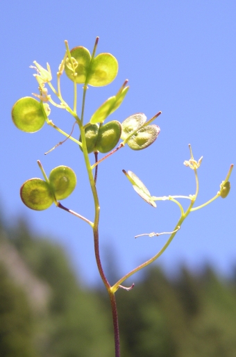 Biscutella laevigata