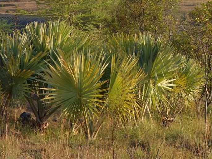 Bismarckia nobilis