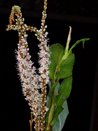 Bistorta amplexicaulis