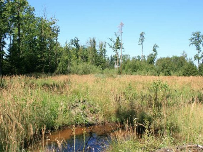 Budějovická pánev, Blana – přírodní památka