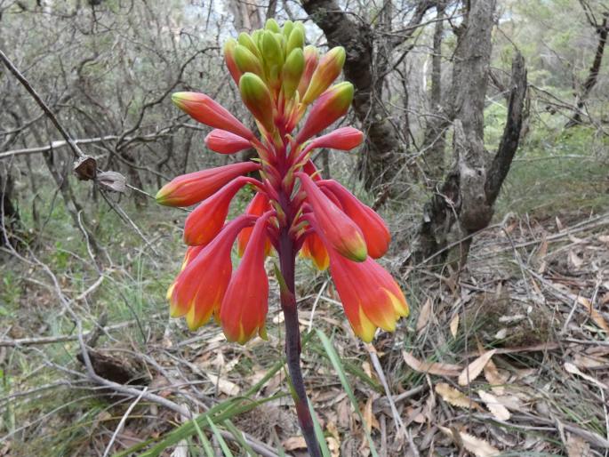 Blandfordia cunninghamii