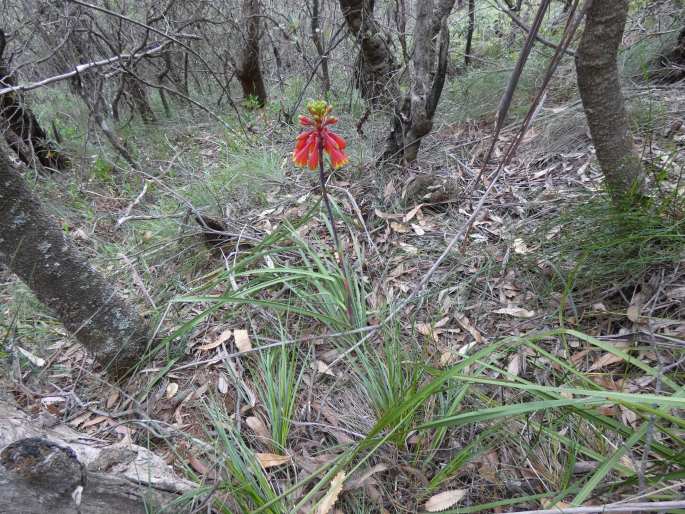 Blandfordia cunninghamii