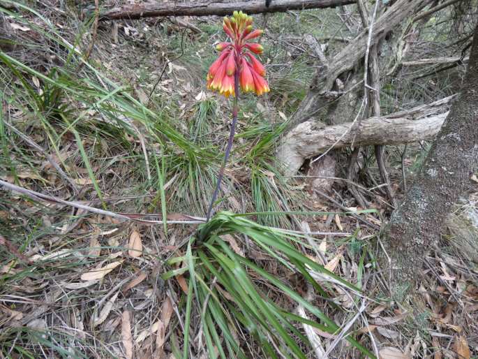 Blandfordia cunninghamii