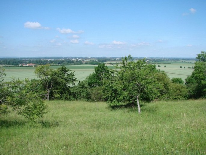 Poděbradské Polabí, květena okolí zaniklého rybníka Blato a blatských luk