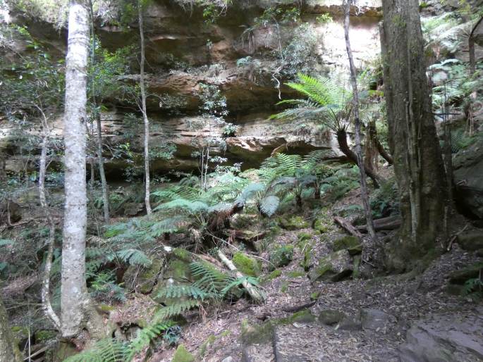 Blechnum ambiguum