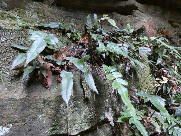 Blechnum ambiguum