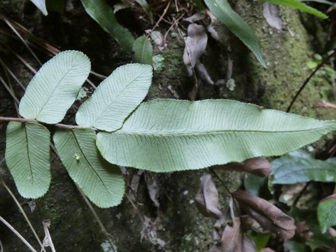 Blechnum ambiguum