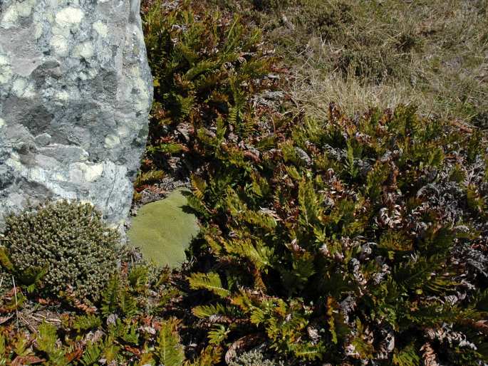 Blechnum magellanicum