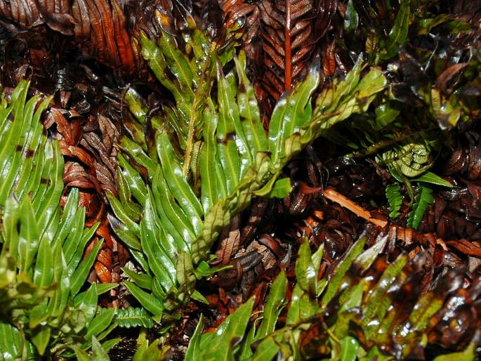 Blechnum magellanicum