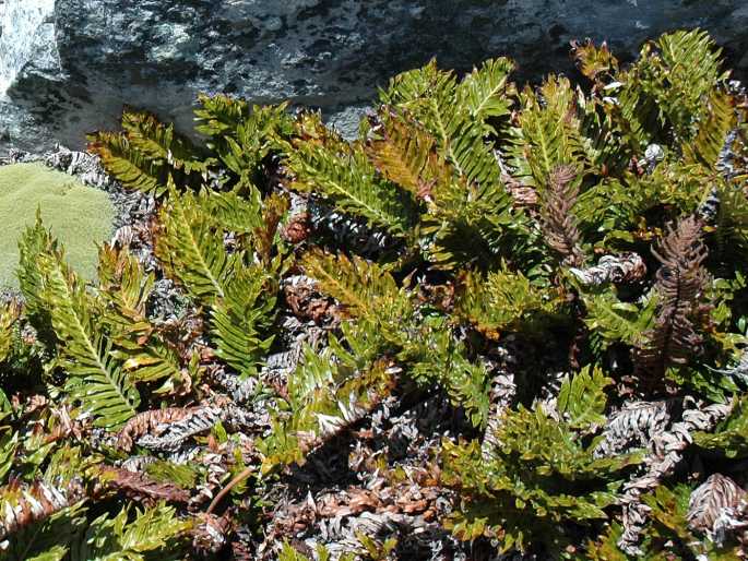 Blechnum magellanicum