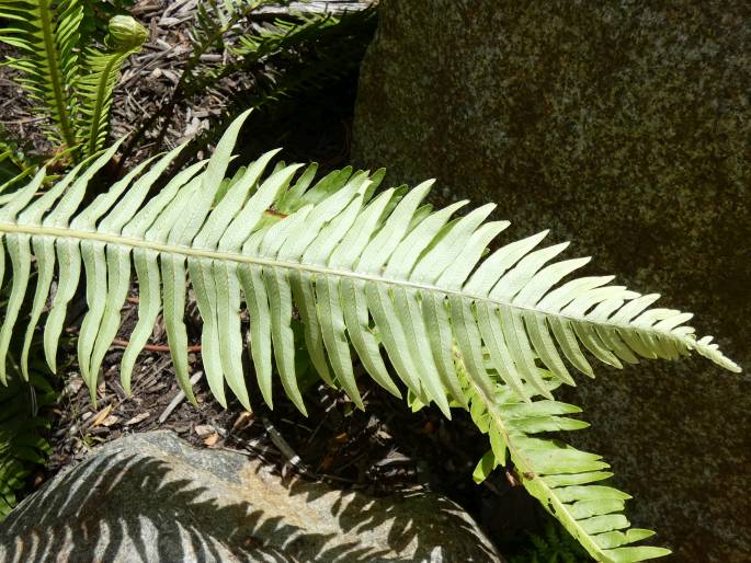 Blechnum nudum