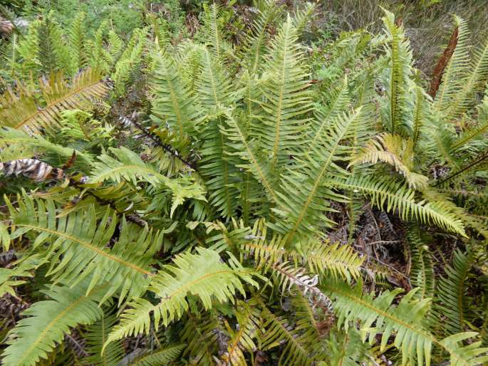 Blechnum nudum