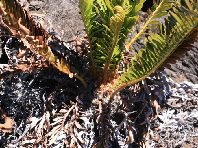 Blechnum tabulare