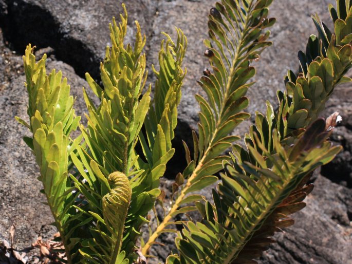 Blechnum tabulare