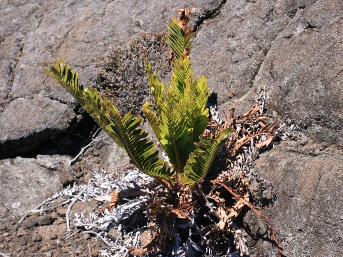 Blechnum tabulare