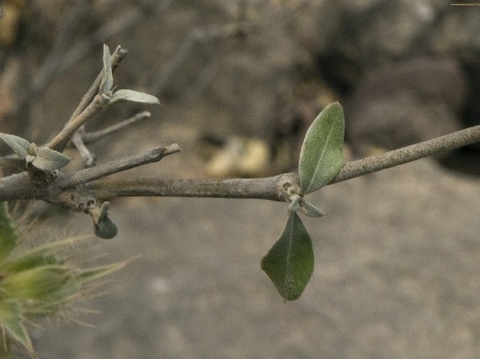 Blepharis dhofarensis