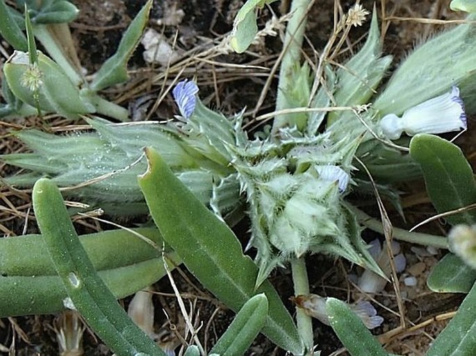 BLEPHARIS SCINDICA Stocks ex T. Anderson