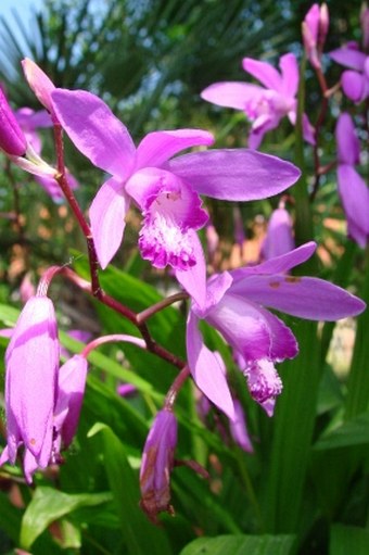 Bletilla striata